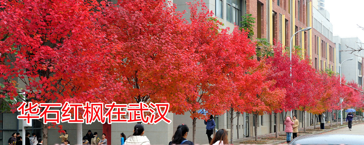 华石红枫在武汉的应用实景